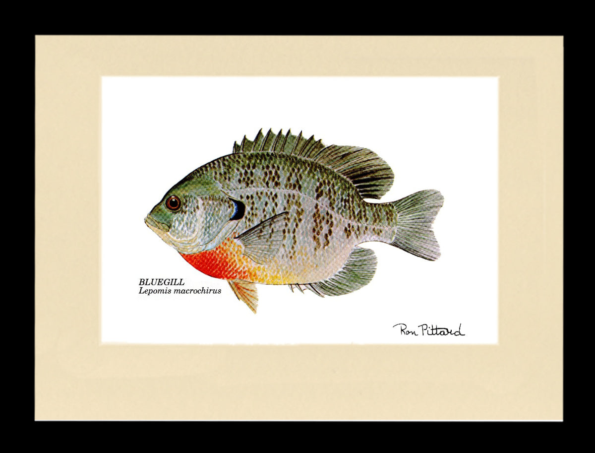 Gamefish Art Prints: Trout, Salmon & Freshwater Species  Matted & framed Wall Decor