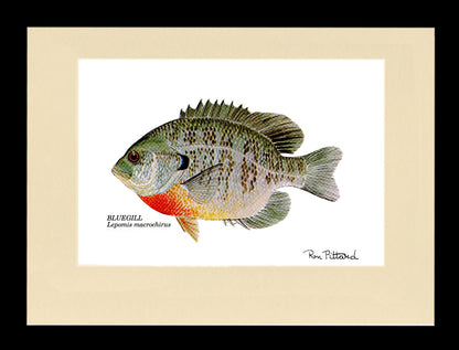 Gamefish Art Prints: Trout, Salmon & Freshwater Species  Matted & framed Wall Decor