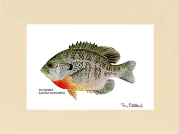 Bluegill | matted gamefish wall art print | Angler's Decor