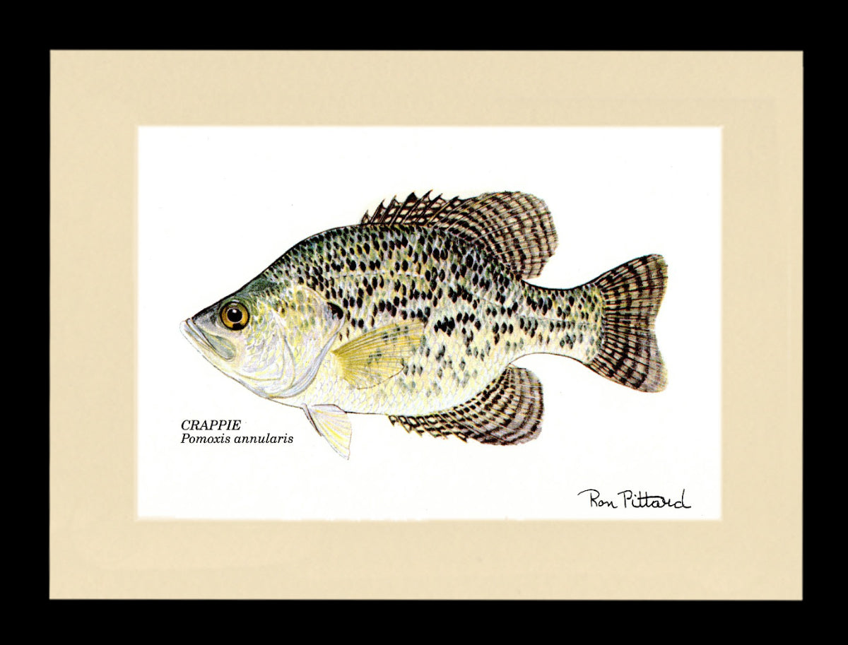 Gamefish Art Prints: Trout, Salmon & Freshwater Species  Matted & framed Wall Decor