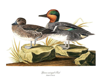 Audubon Ducks.  Vintage Wall Art Bird Prints