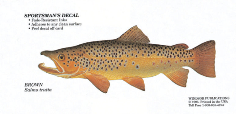 Brown Trout