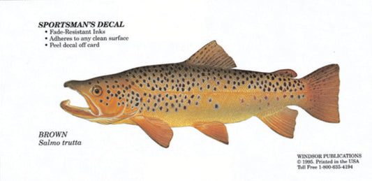 Brown Trout