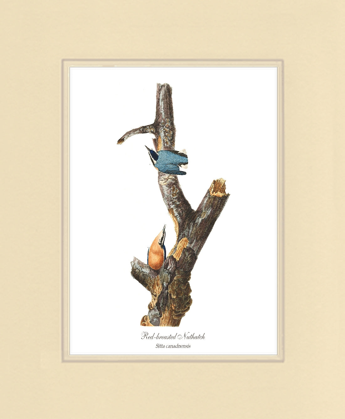 Red Breasted Gnatcatcher | Wildbird Wall Art Print