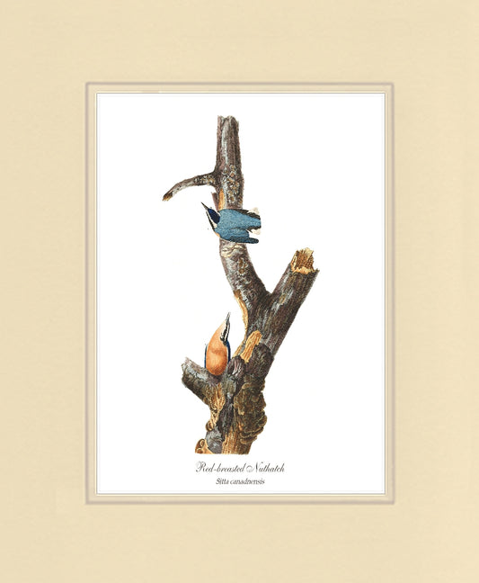 Red Breasted Gnatcatcher | Wildbird Wall Art Print