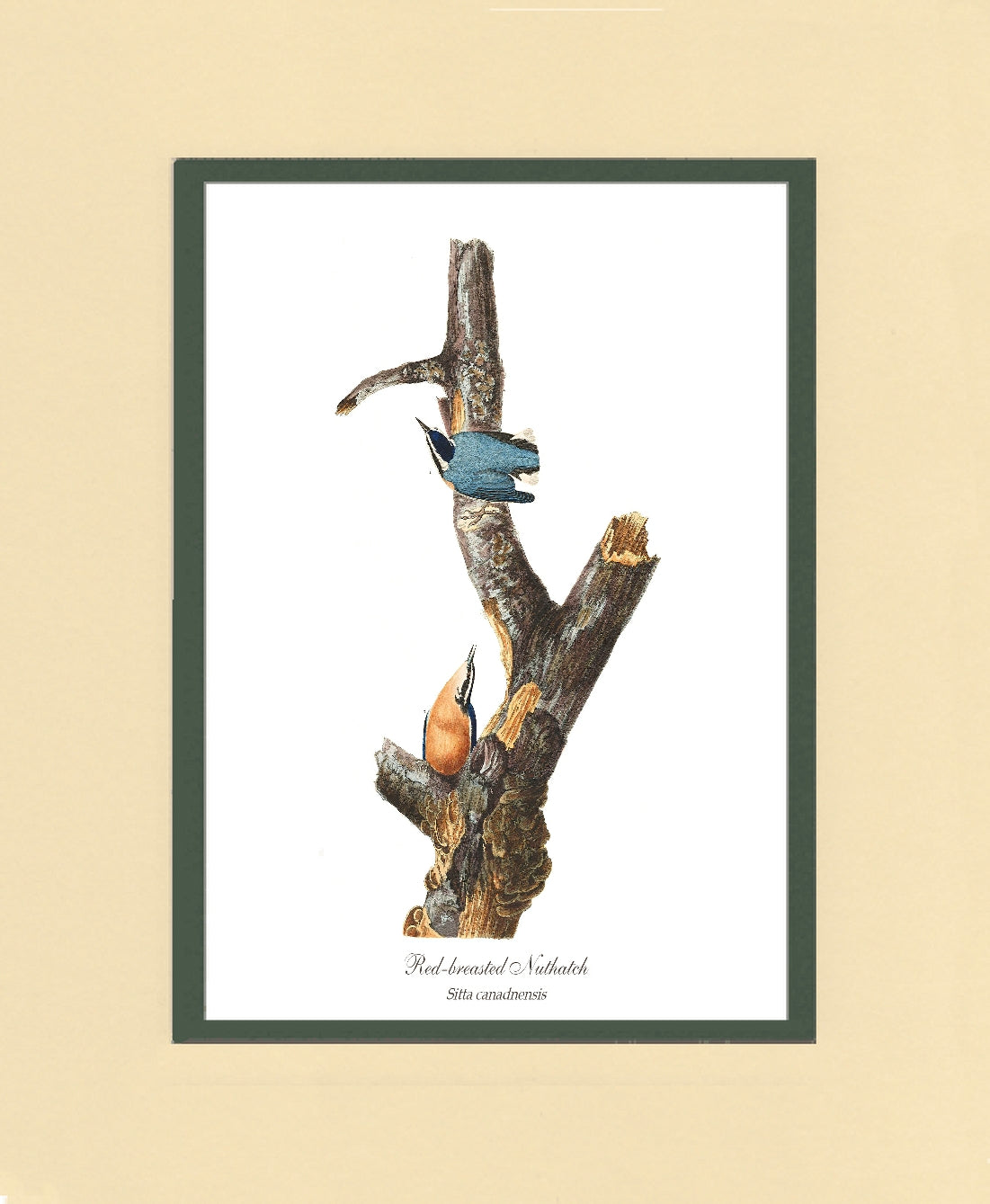 Red Breasted Gnatcatcher | Wildbird Wall Art Print