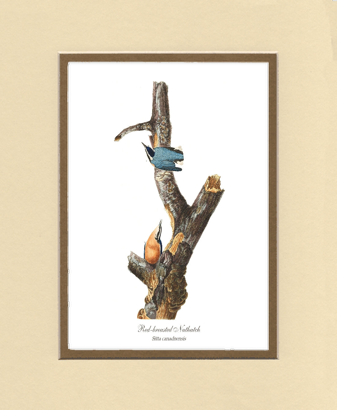 Red Breasted Gnatcatcher | Wildbird Wall Art Print