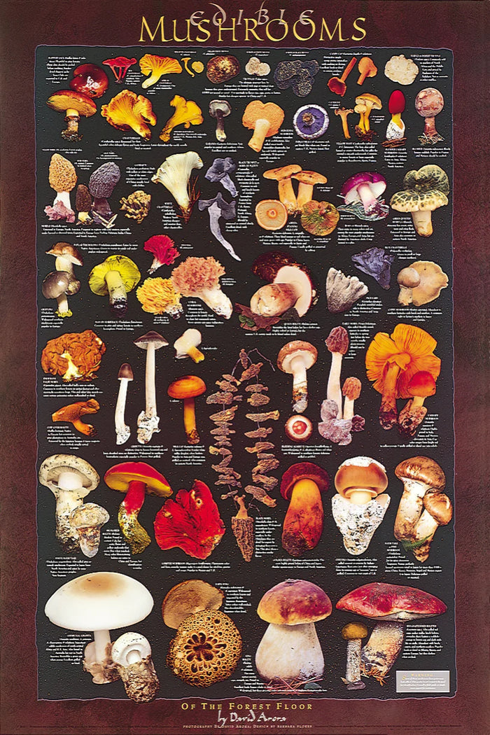 Forest Floor Mushroom Poster