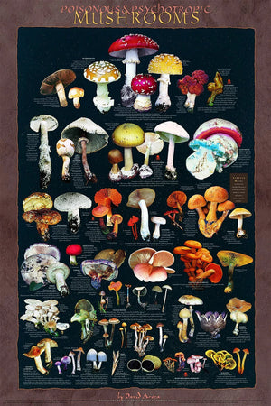 poisonous psychotropic mushroom poster