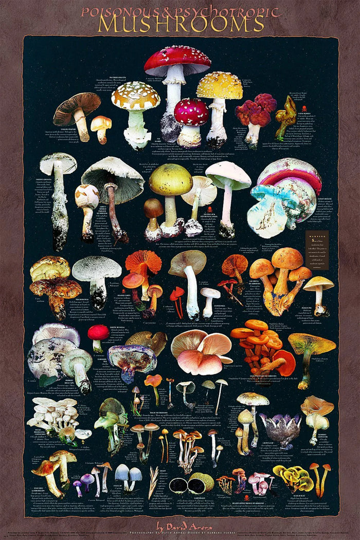 Poisonous and Psychotropic Mushroom Poster
