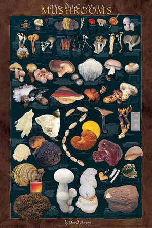 Medicinal and Poisionous Mushroom Poster