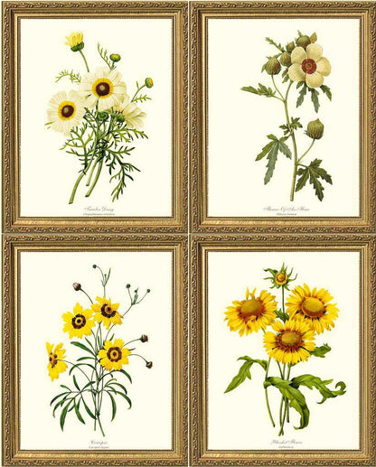 Yellow Flower Vintage Print Set | Flower/Floral Art Print