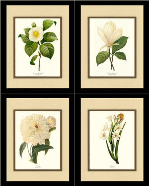 White Botanical Flower Prints Set - 4 Prints
