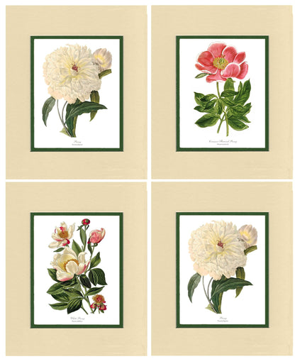 Peony Print Set | Flower/Floral Art Print