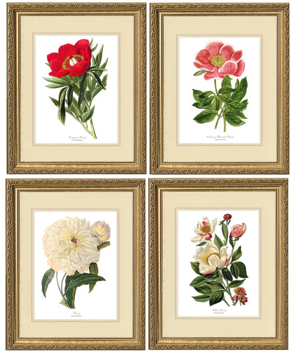 Peony Print Set | Flower/Floral Art Print