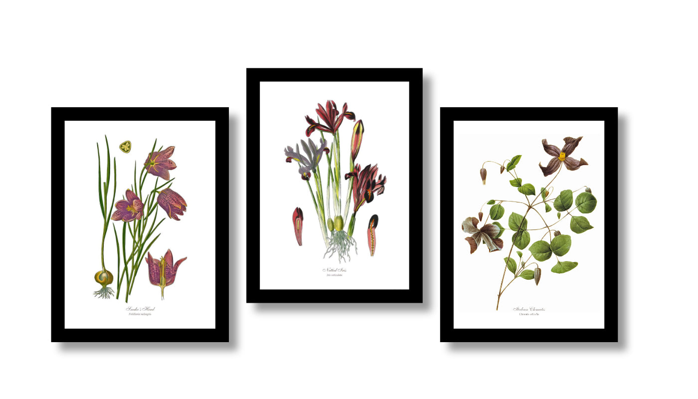 Vintage Purple Wild Flower Print Set | Italian Clematis, Netted Iris & Skaneshead