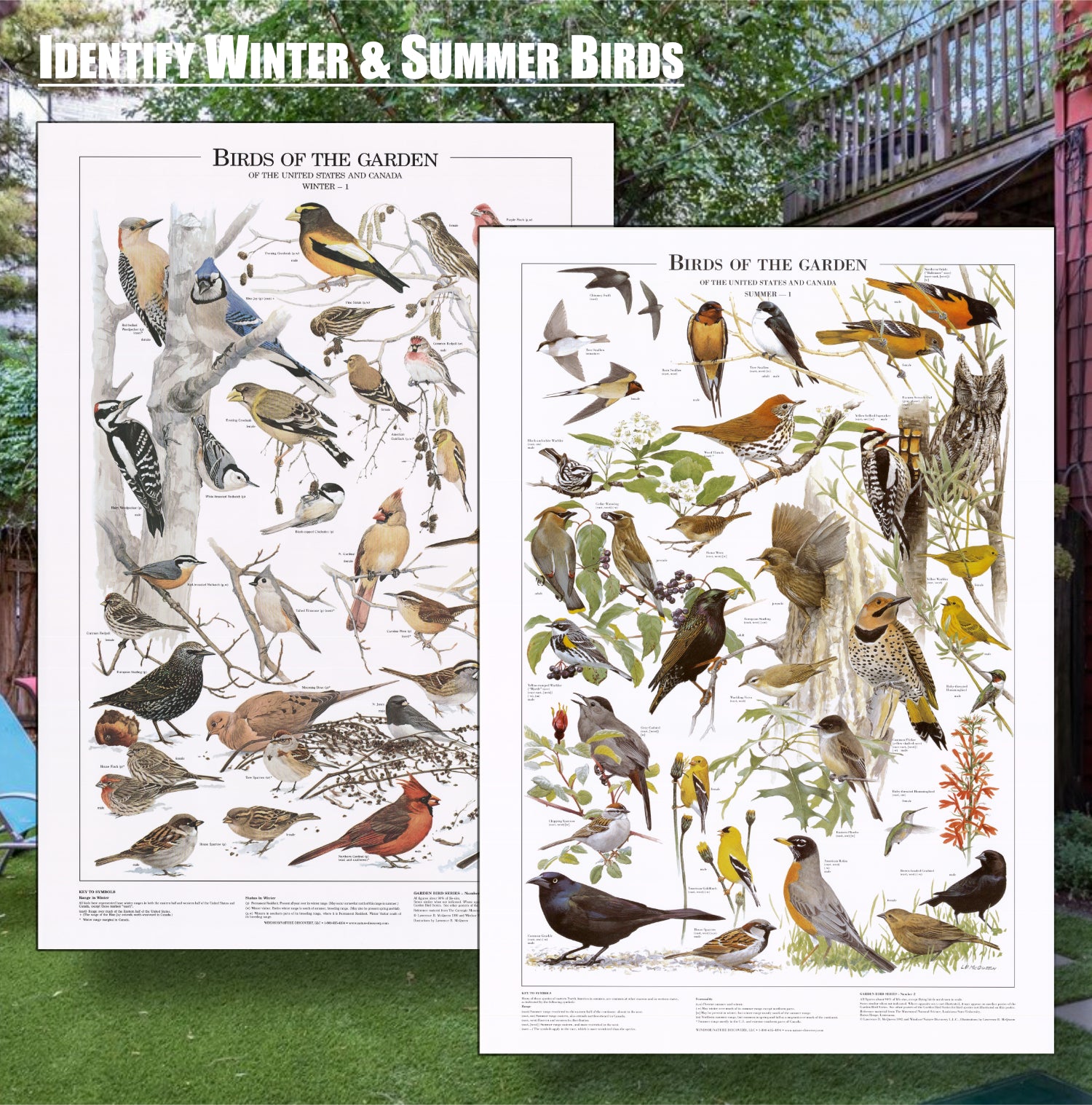 Bird Wall Art Poster Prints. Backyard and Birds of Prey Identification ...