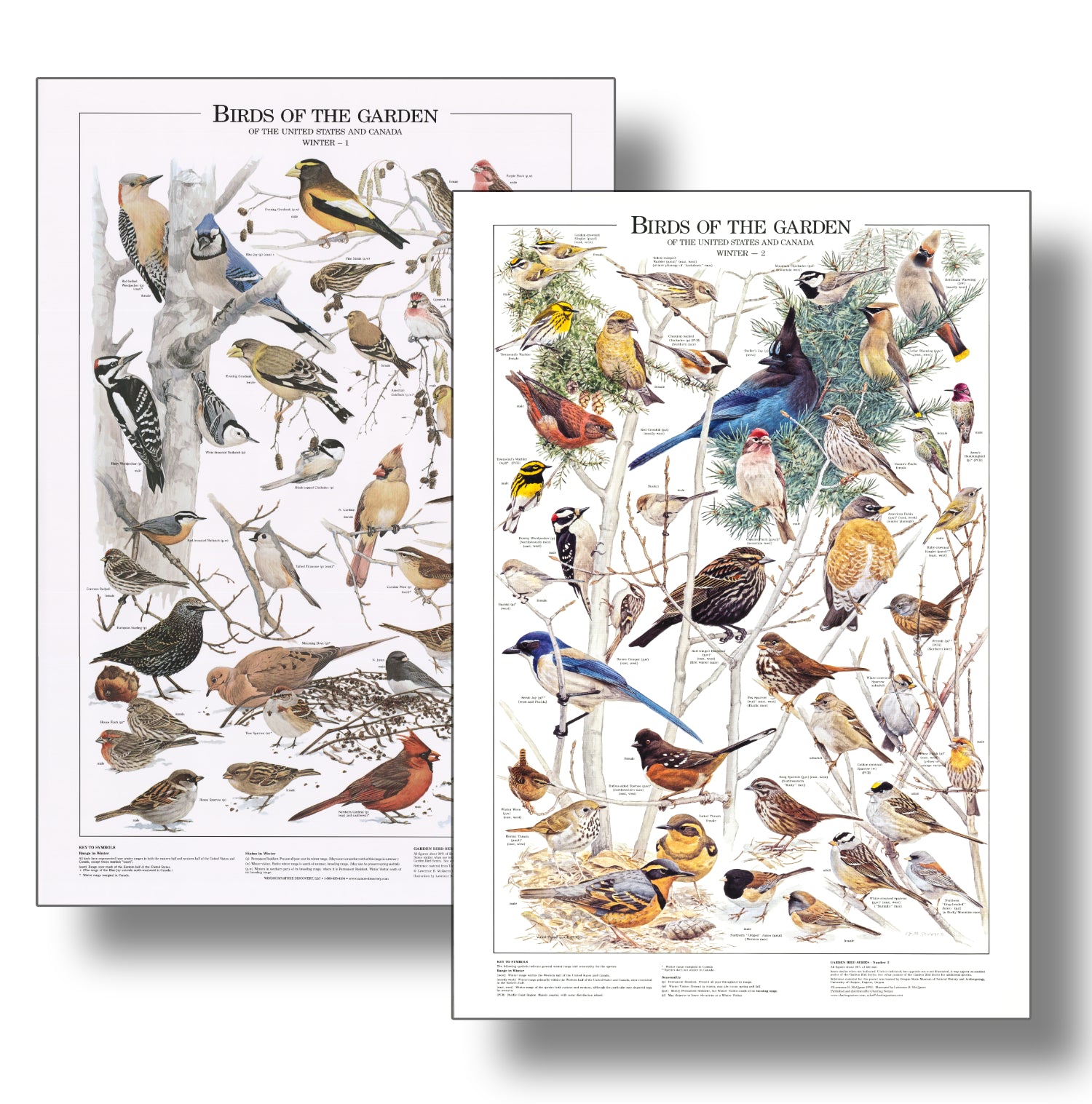 Backyard Bird Chart and Poster Set. Western Garden Bird Species Identi ...