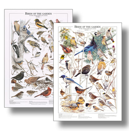 Identify Winter & Summer Backyard Birds  with Backyard Garden Bird Posters Western Species