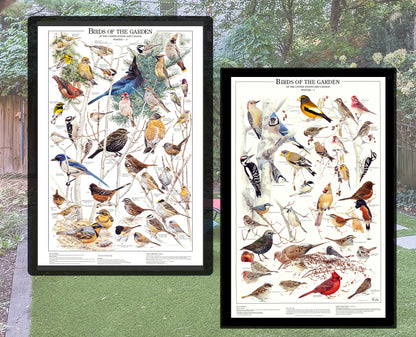 Backyard Bird Poster Identification Set | Two 12"x18" Common Garden Bird Charts