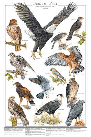Eagles and Hawks | Birds of Prey Poster Vol. 1 & Vol. 2 mini set 12''x18"