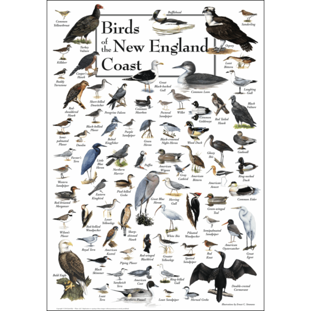 Birds of the New England Coast