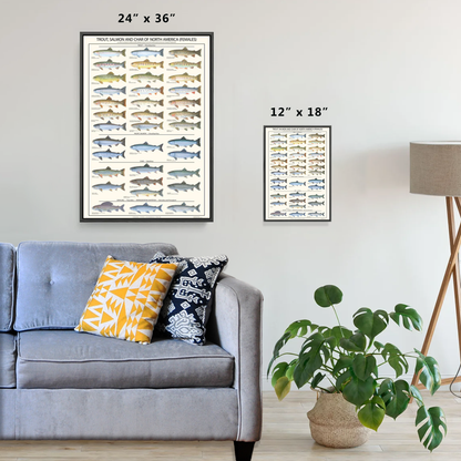 Trout, Salmon and Char Poster and ID Chart - Females