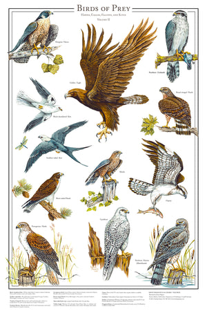Eagles and Hawks | Birds of Prey Poster Vol. 1 & Vol. 2 mini set 12''x18"