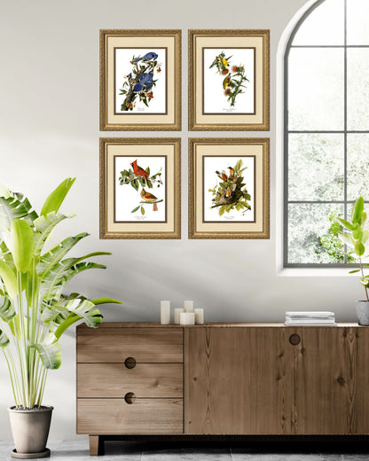 Audubon Bird Art Print Set – Matched Collection of 4 Vintage Wild Bird Illustrations