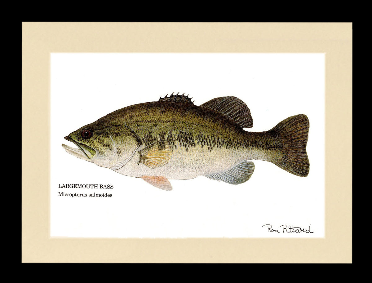 Gamefish Art Prints: Trout, Salmon & Freshwater Species  Matted & framed Wall Decor