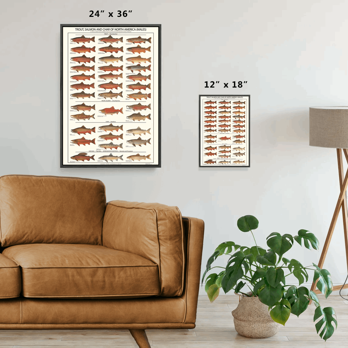 Trout, Salmon and Char Identification Poster