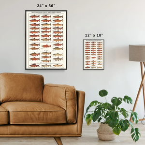 Trout, Salmon and Char Identification Poster