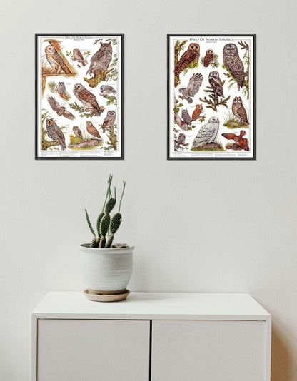 Owls of North America Set