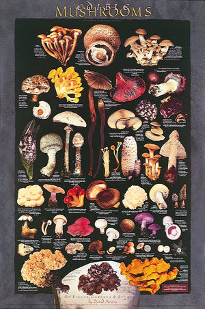 Cultivated Mushroom Poster