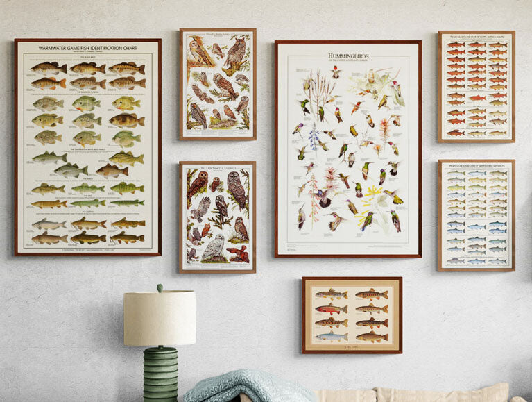 Fish, Bird and Botanical Wall Art - Posters & Prints – Charting Nature