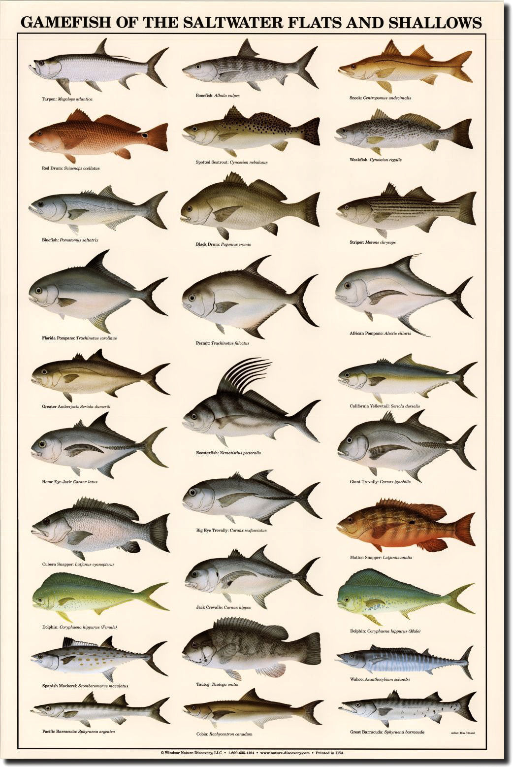 List of Most Common Saltwater Fish: Top Species to Know – Tetra Hook