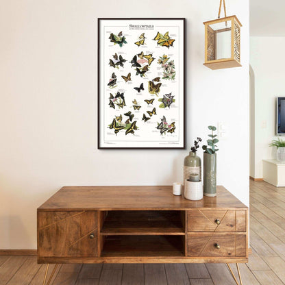 Swallowtails of the U.S. and Canada - Charting Nature