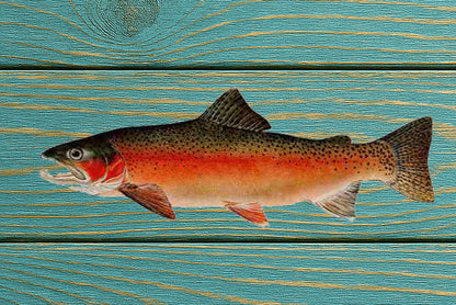 Rainbow Trout Magnet - Male