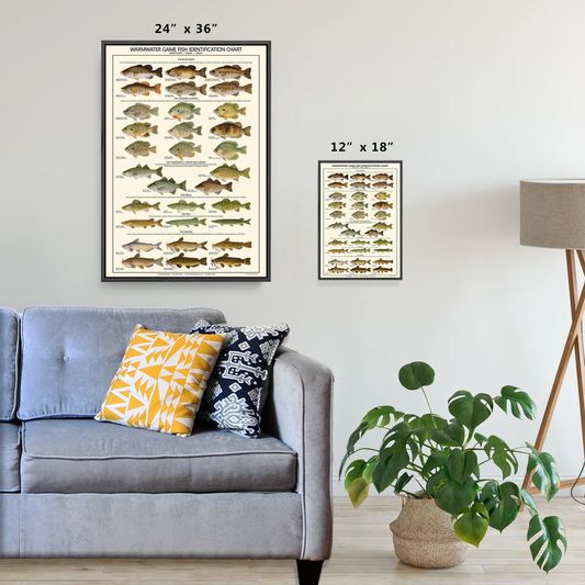 Fish Poster | Warmwater Gamefish Identification Chart. A gamefish fisherman's reference guide.