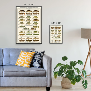 Warmwater Gamefish Poster, Identification Chart and Sport Fisherman's Guide