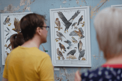 Eagles and Hawks | Birds of Prey Poster Vol. 1 & Vol. 2 mini set 12''x18"