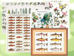 Posters and Identification Charts