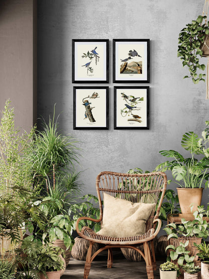 Audubon Blue Bird Prints | Wildbird Wall Art Print
