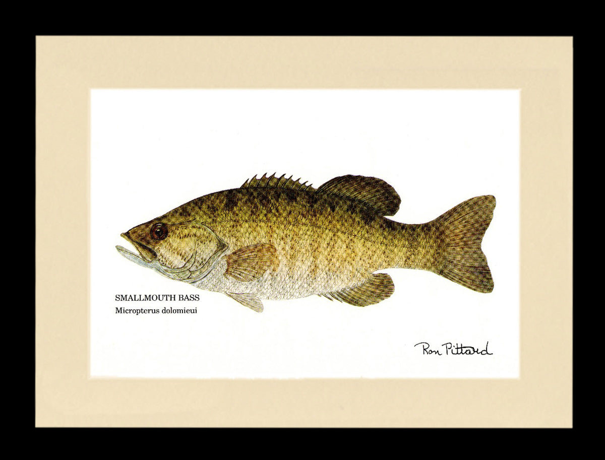 Gamefish Art Prints: Trout, Salmon & Freshwater Species  Matted & framed Wall Decor