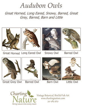Audbon Owl Note Cards - Charting Nature