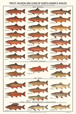 Trout, Salmon Male & Female Identification Chart Set - 12"x18"
