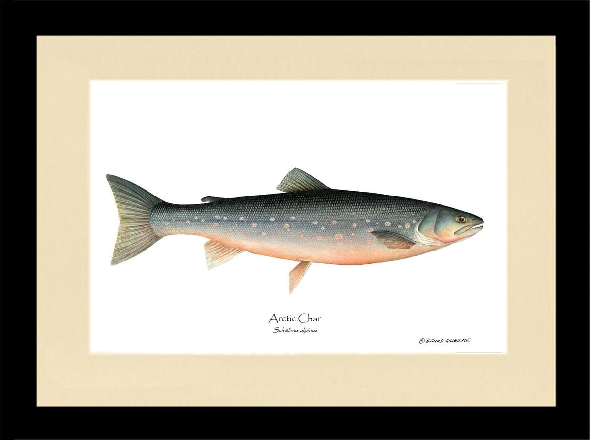 Fish Print: Char, Arctic Salvelinus alpinus | Wall Art Fish Print