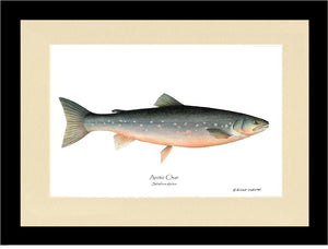 Fish Print: Char, Arctic Salvelinus alpinus