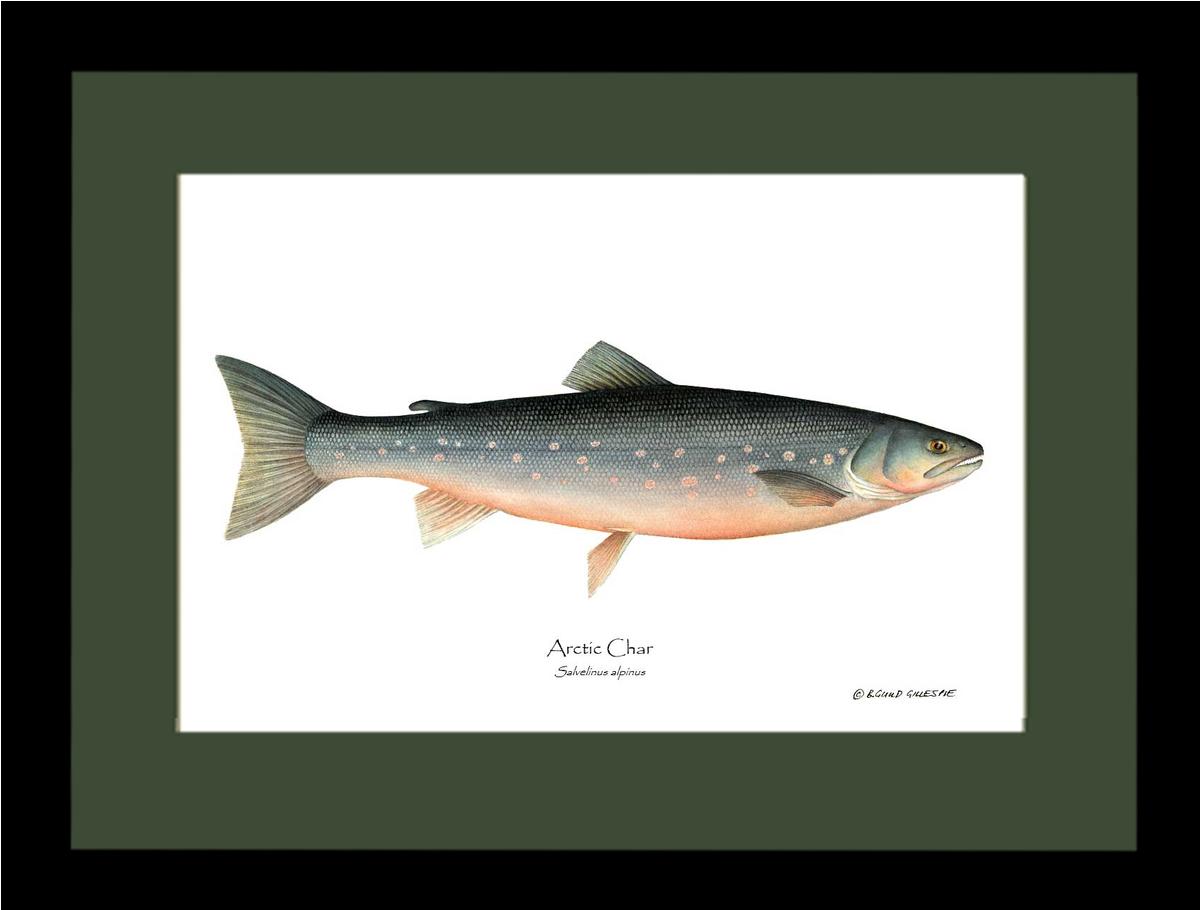 Fish Print: Char, Arctic Salvelinus alpinus | Wall Art Fish Print