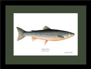 Fish Print: Char, Arctic Salvelinus alpinus
